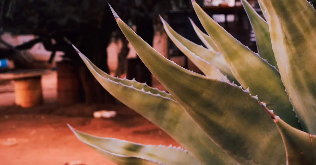Idées de décoration extérieure pour embellir votre jardin