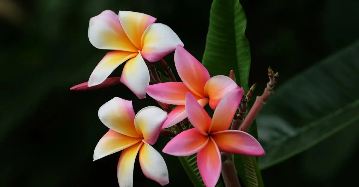 Idées de décoration de jardin : embellissez votre espace