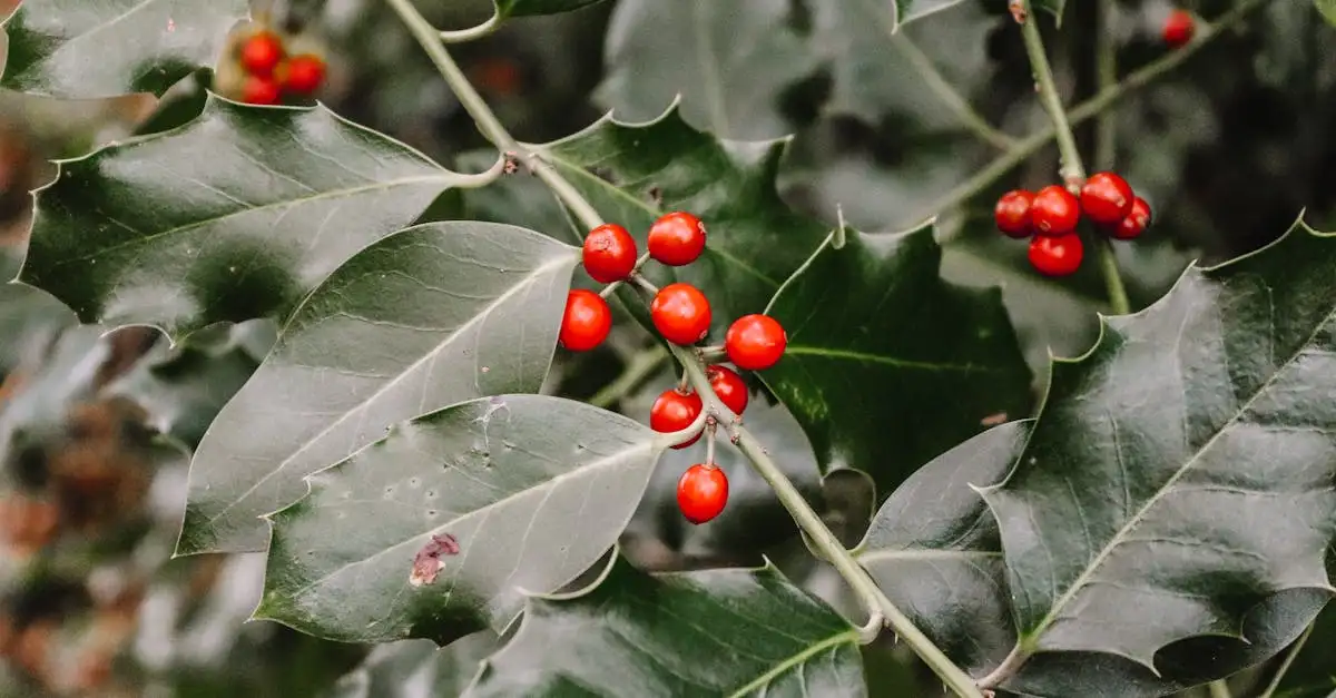 Idées de décoration de Noël extérieure pour un jardin