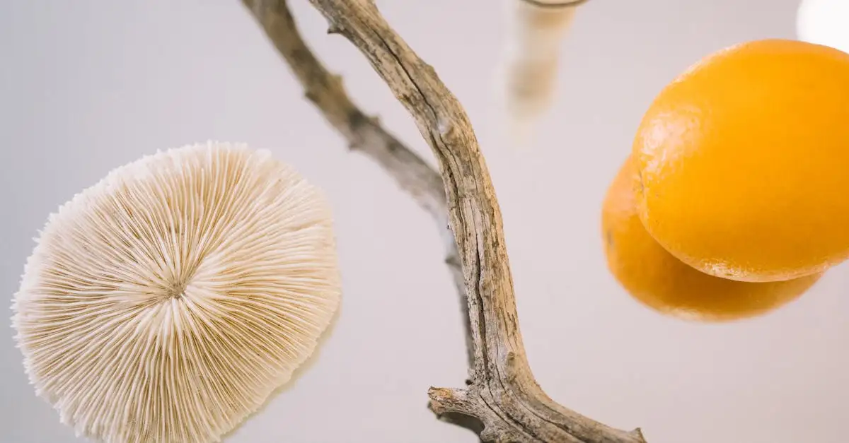 Miroir Organique : Design Naturel et Élégant pour Votre
